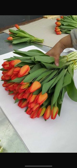 ТЮЛЬПАНЫ Оптом и в розницу