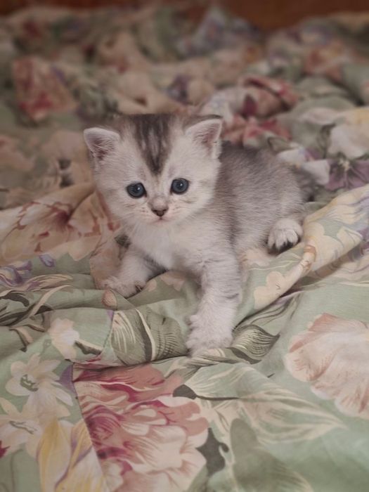 Mushuk bolasi sotiladi (Shinshilla poroda)