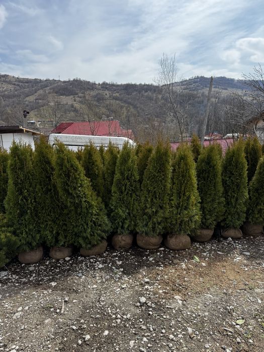 Plante ornamentale pentru curte gradina sau terasa