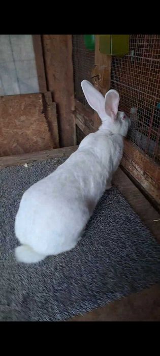 Tineret de urias german