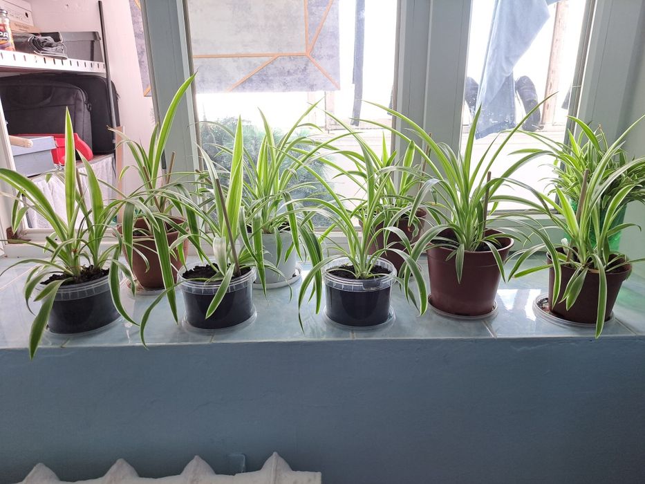 Продаётся хлорофитум