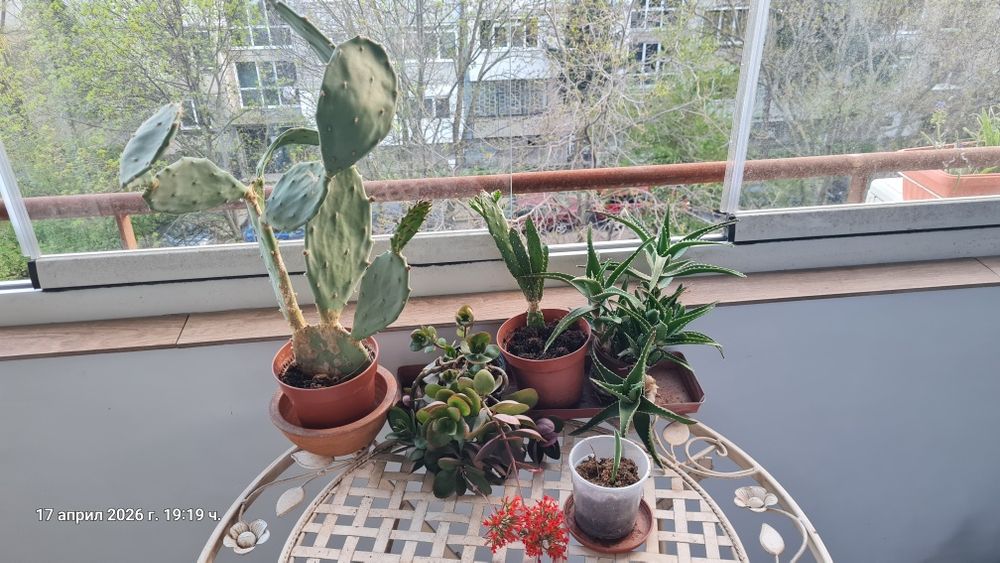 Кактуси каланхое алое агаве