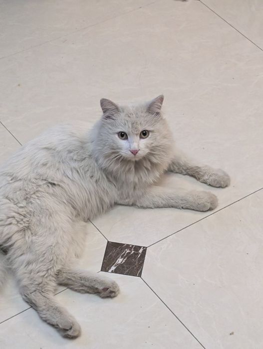 Отдаем кота  в добрые руки