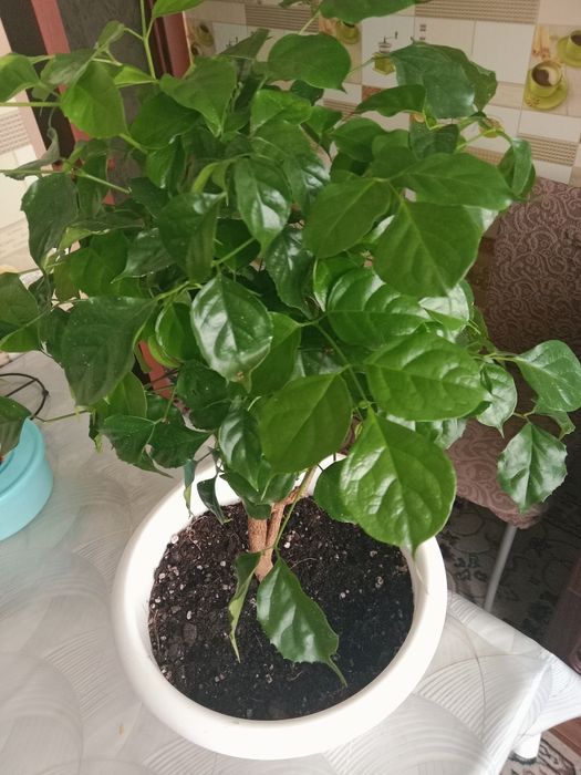 Цветок Радермахера дерево продам