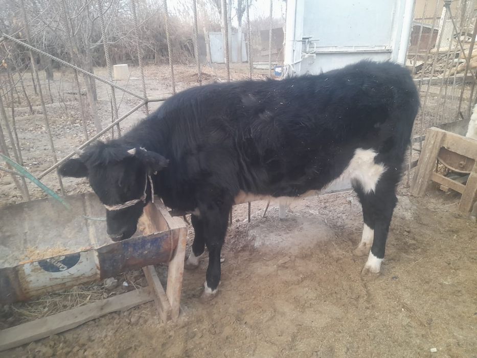 Семіз бағулы тұрған баспақ