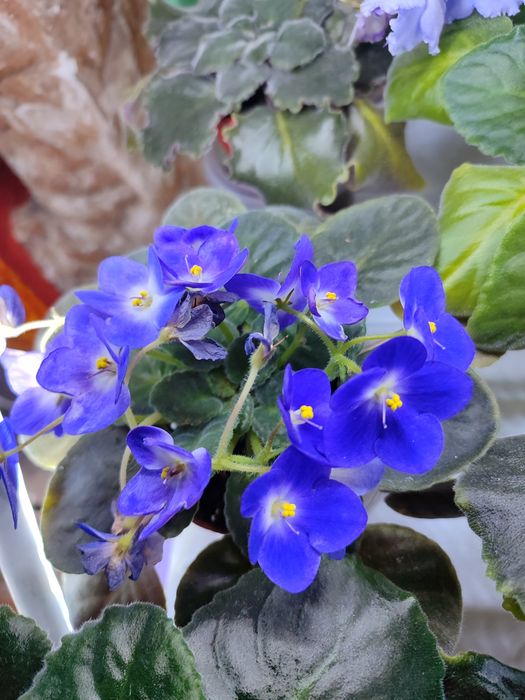 Продаются сортовые ыиалки