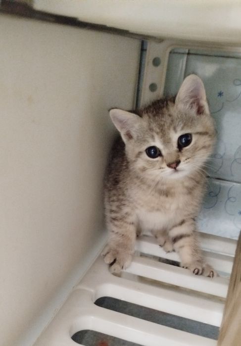 Продаются котята