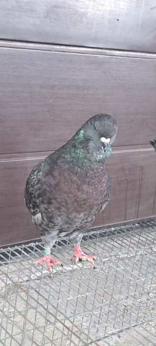 Disponibili kingi