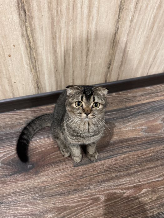 Котенок в хорошие руки