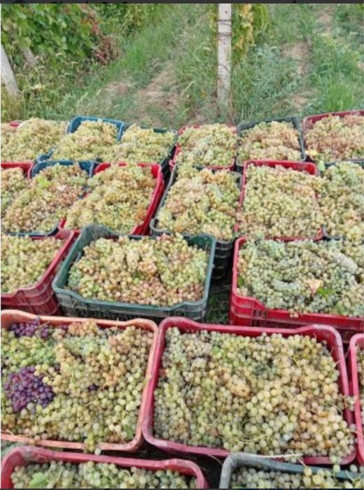 Vand struguri de vin!-transport gratuit!