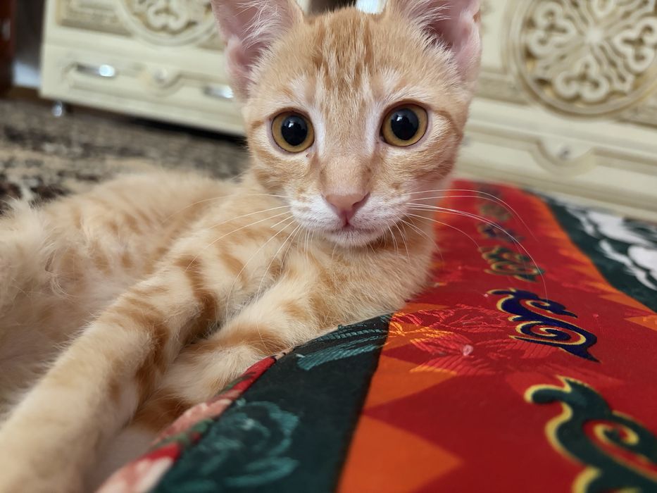 Отдам котенка в добрые руки
