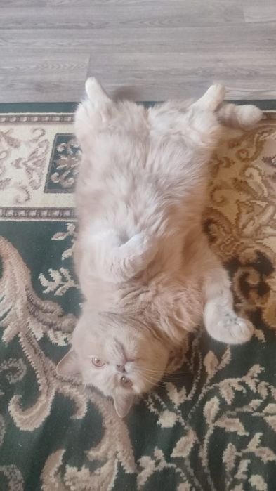 Отдам  КОТА,  в хорошие руки.
