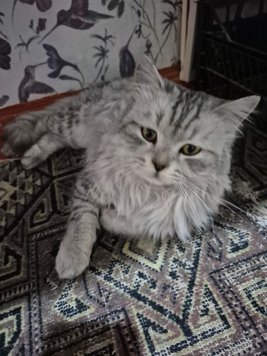 Кошки в Добрые Руки !!!