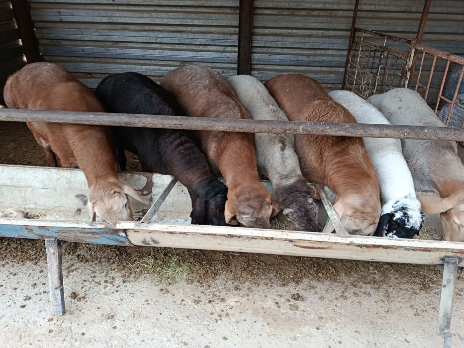 Арашан ва хисори куйлар сотилади