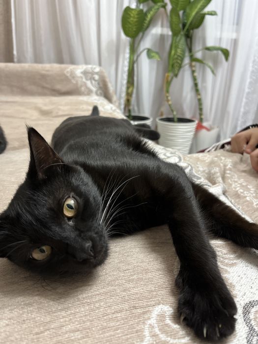 Отдам кошку в хорошие руки