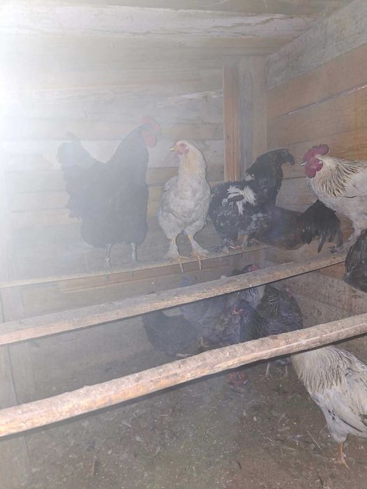 Продавам кокошки и петли