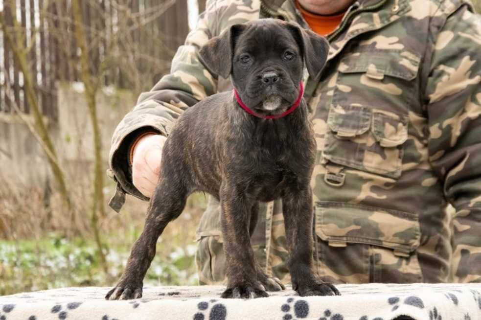 Cane Corso 2 luni femela tigrat
