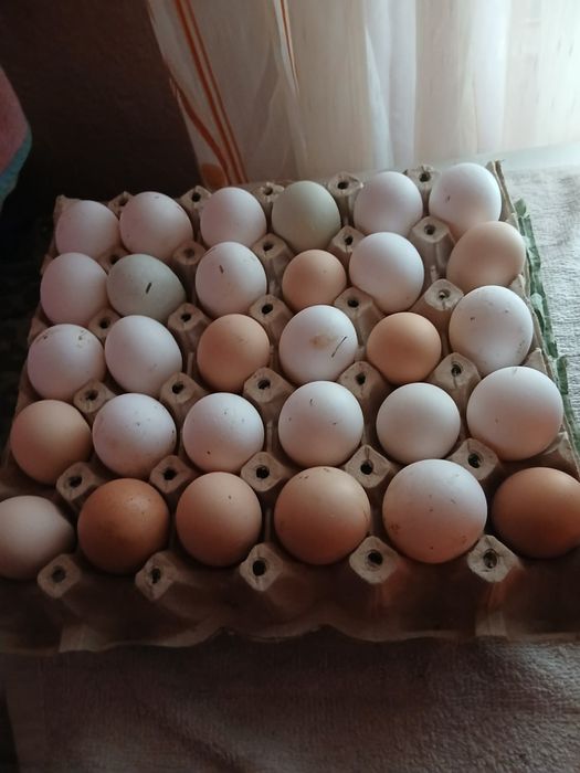 Vând oua de găini de tara
