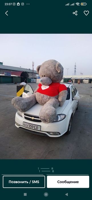 Ayiqchalar ayiq, Teddy Teddi