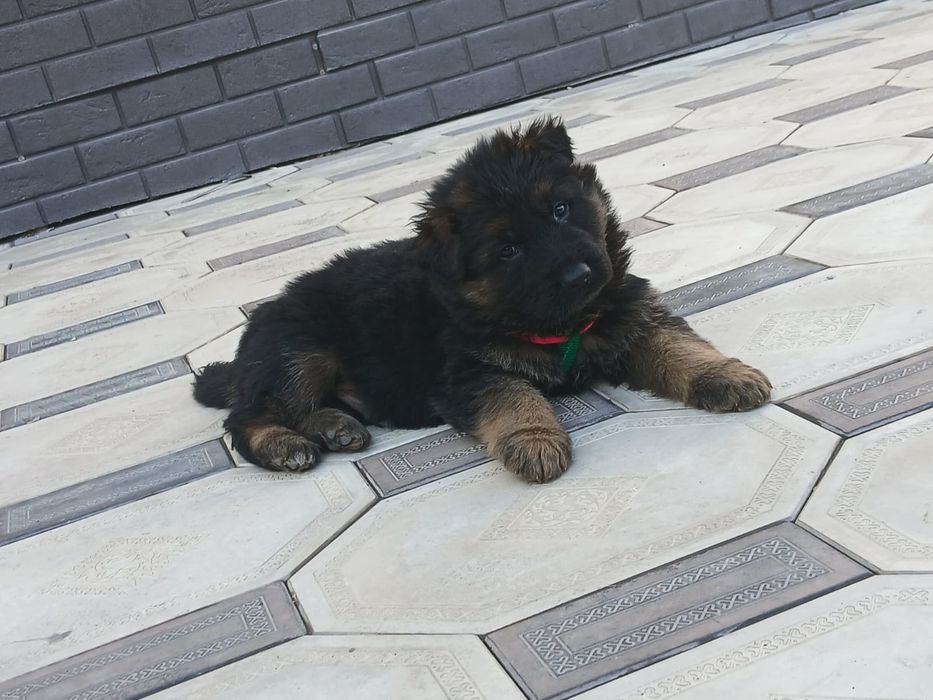 Немецские овчарки