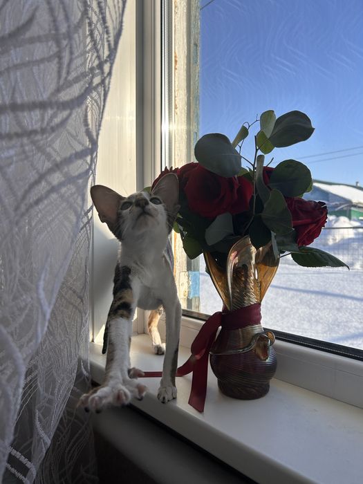 Ищем кота породы Ориентал