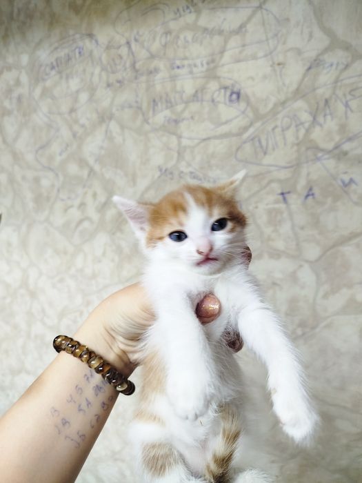 В добрые руки котенок мальчик