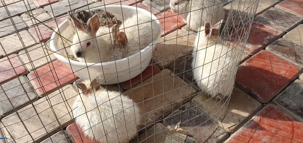 Kaliforniya quyonlar bollari