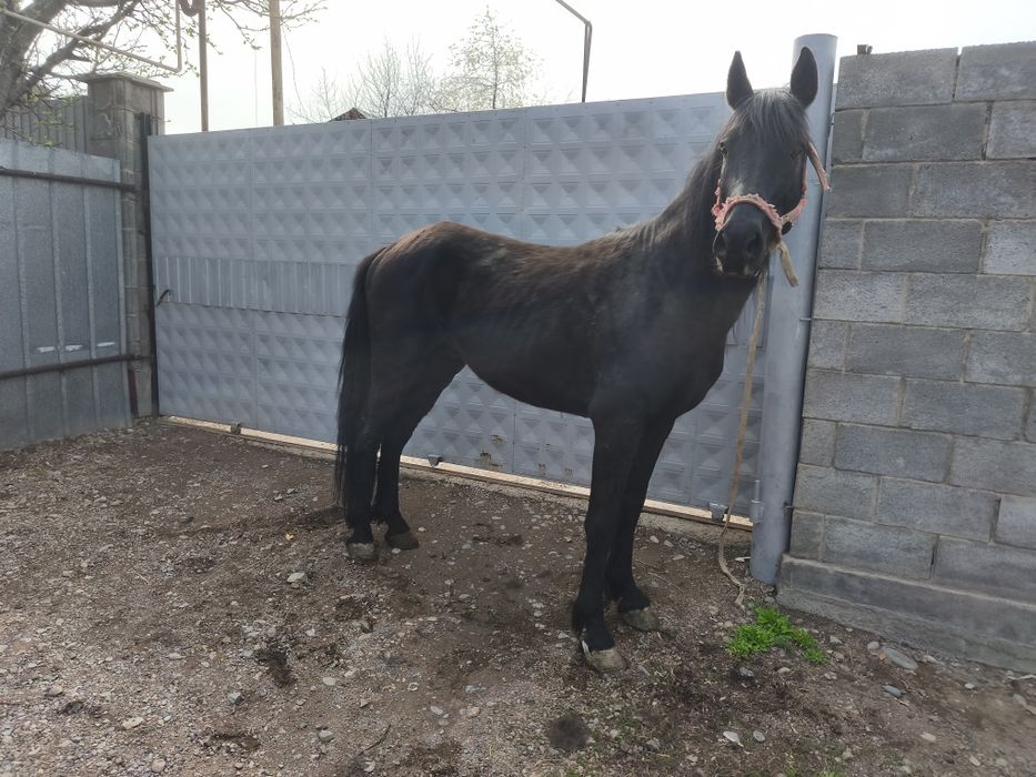 Айгыр. Жеребец 7 лет.