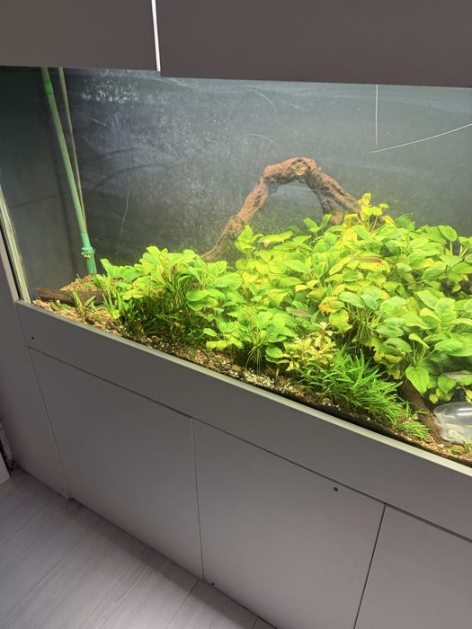 Растения для аквариума