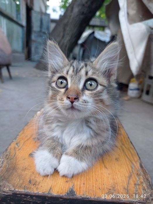 Отдам котят в хорошие добрые руки