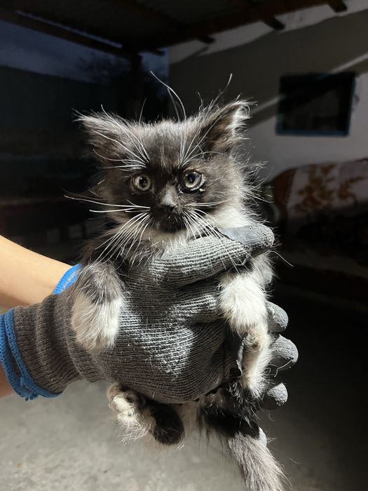 Котята сиамская и чёрная