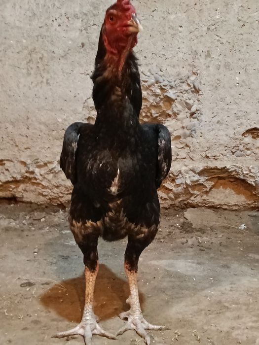 Продается бойцовый