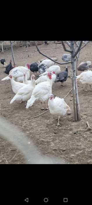 Оплодени яйца и пуйки