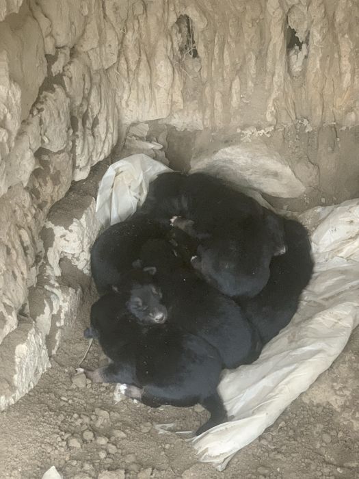 Nemeschkiy Apcharka sotiladi