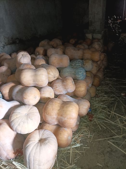 Yapon qovoq bor 20 tona +