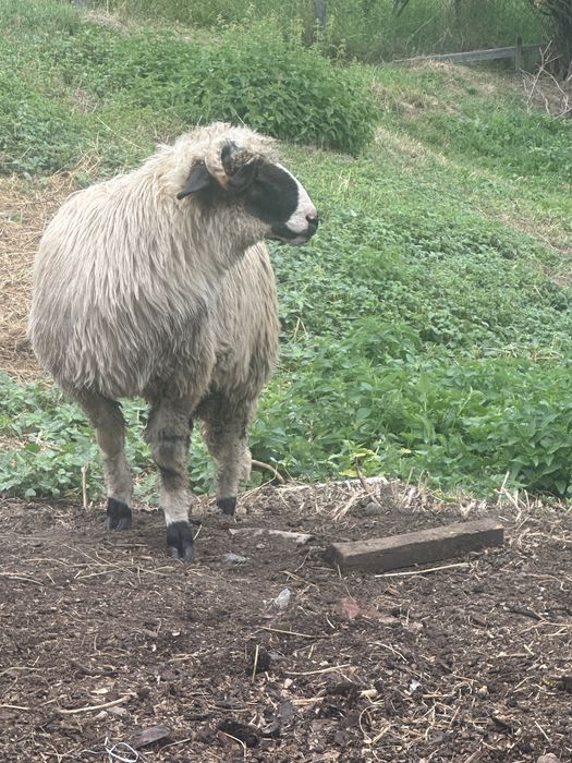 Vand berbecut varsta 6 luni din parinti de calitate