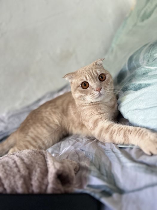 Котик шотландский