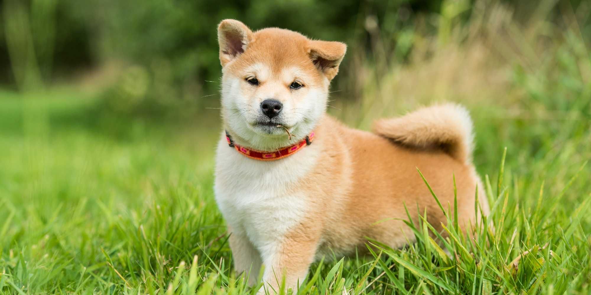 Шиба ину тянет поводок. Shiba Inu Puppies in a Bag.