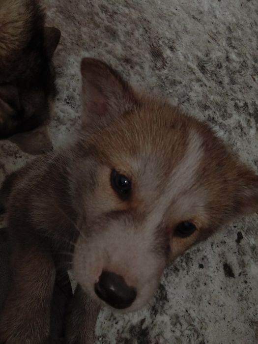 Отдам даром щенят