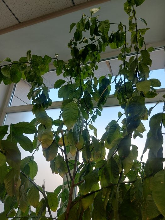 Продам дерево лимона