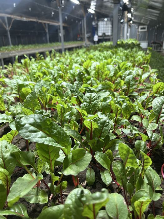 Продам мангольд, свежий