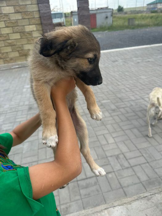 Отдам в хорошие руки