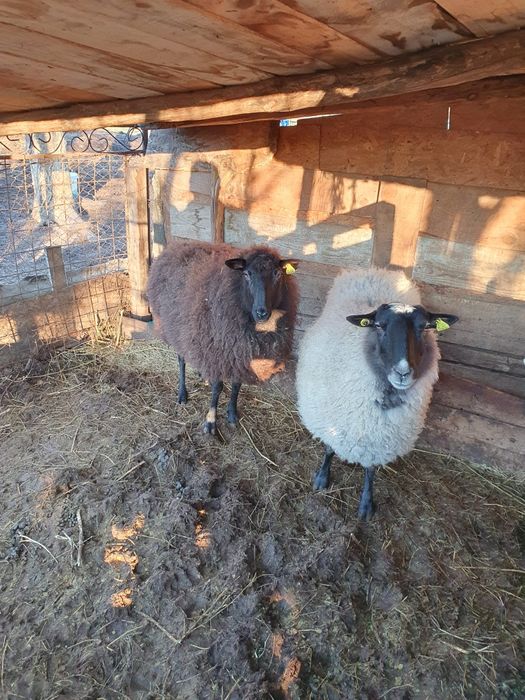 Vând două oi romanov