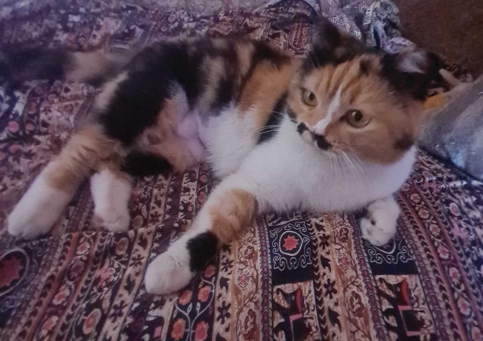 Ищем ответственных хозяев