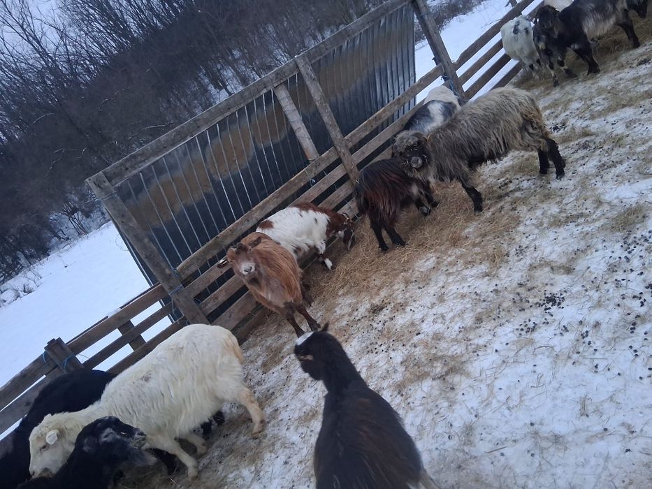 Vând turma de capre