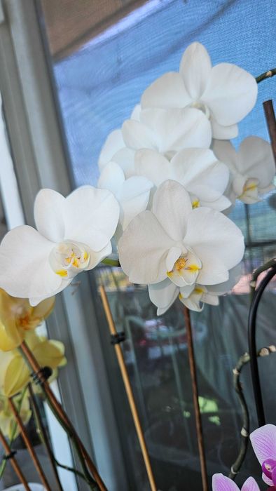 Продавам цветя от личната си колекция