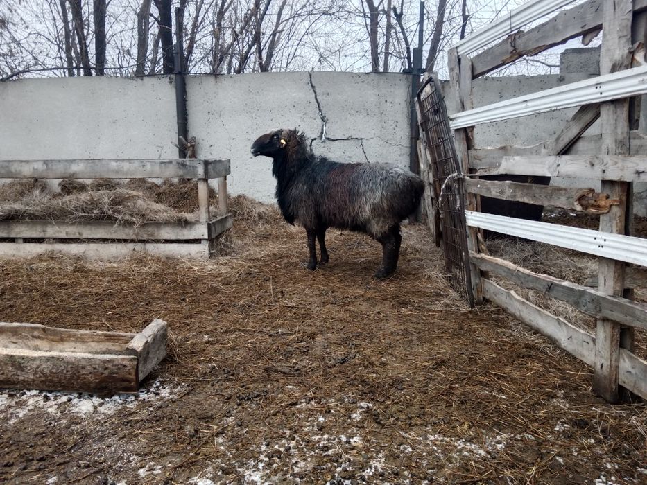 Продам  Кошкара .