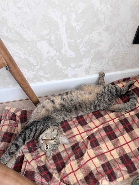 Кот француз ищет дом