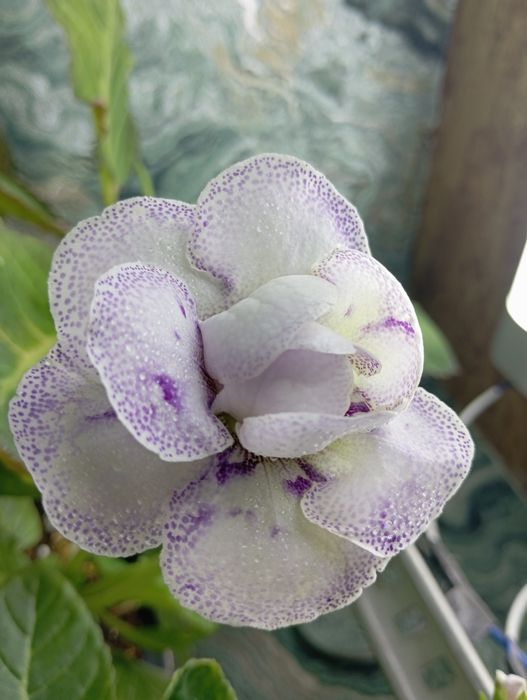 Сортовая махровая глоксиния