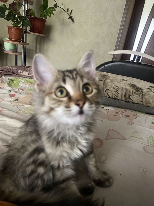 Бесплатно кошечка